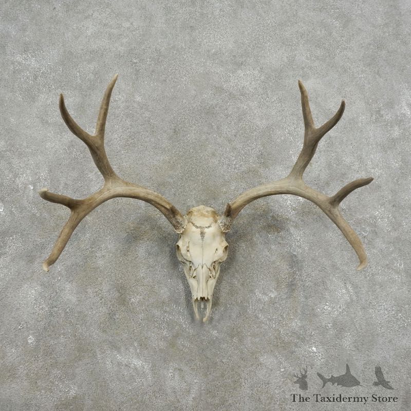 Mule Deer Skull Antler European Mount For Sale #17405 @ The Taxidermy Store