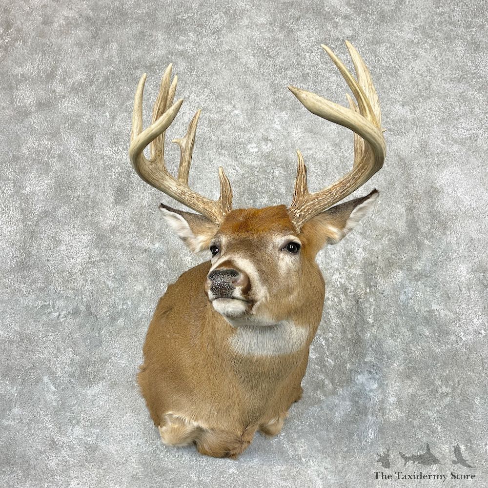 Whitetail Deer Shoulder Mount For Sale #26934 @ The Taxidermy Store