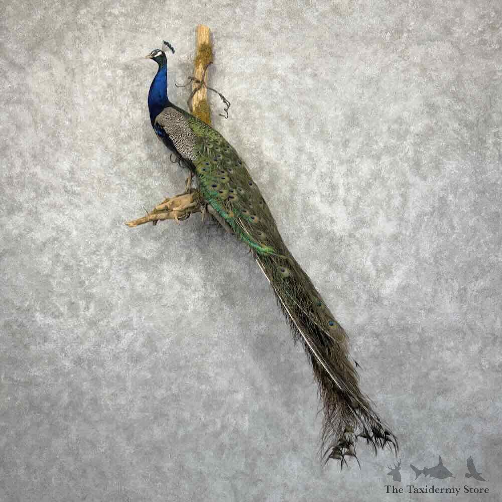 Blue Indian Peacock Mount For Sale #32019 @ The Taxidermy Store