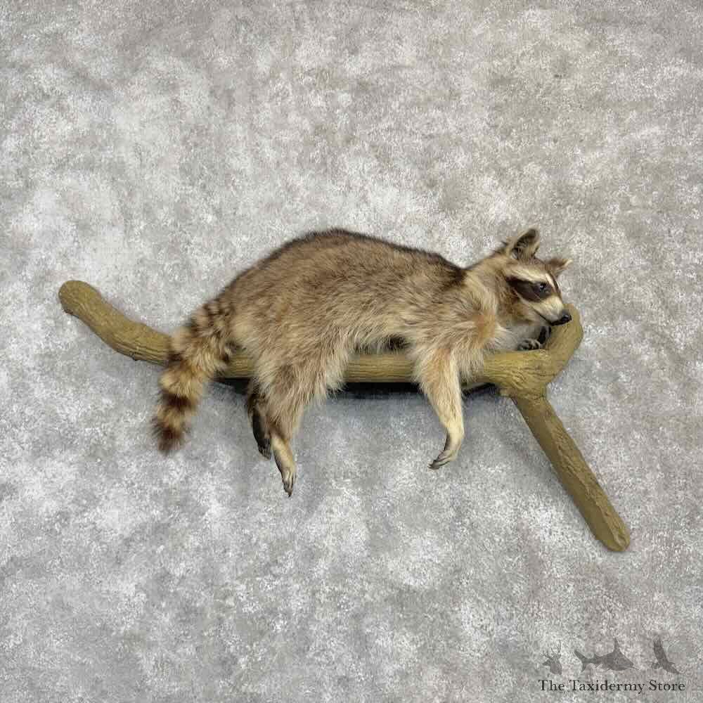 Raccoon Life-Size Mount For Sale #30384 @ The Taxidermy Store