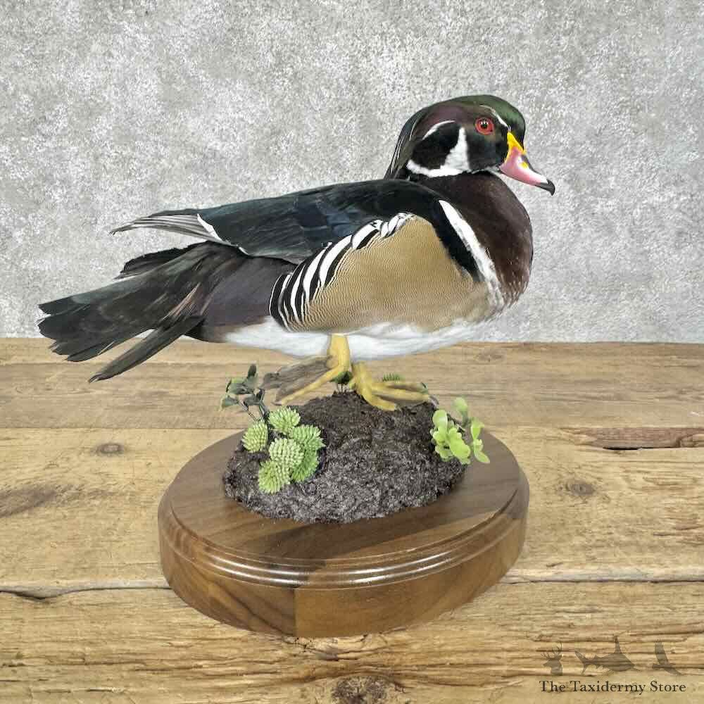 Wood Duck Bird Mount For Sale #30563 @ The Taxidermy Store