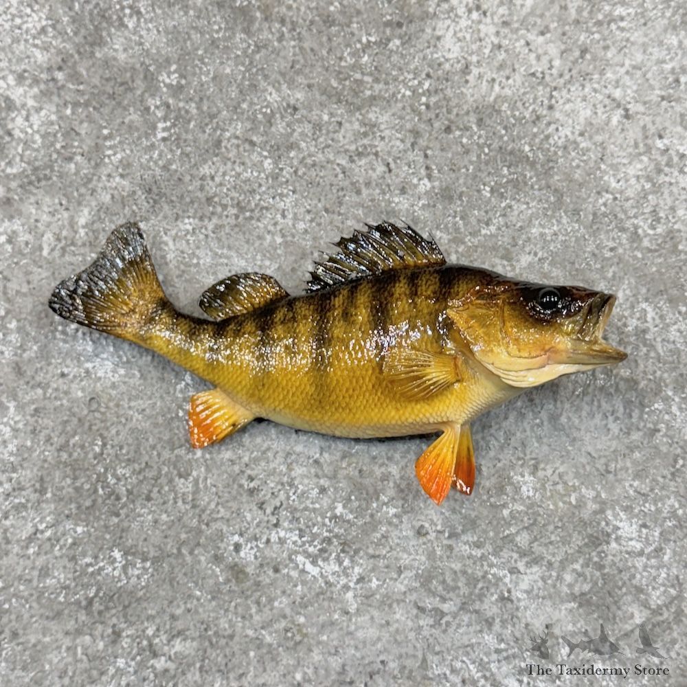 Yellow Perch Fish Mount For Sale #29928 @ The Taxidermy Store