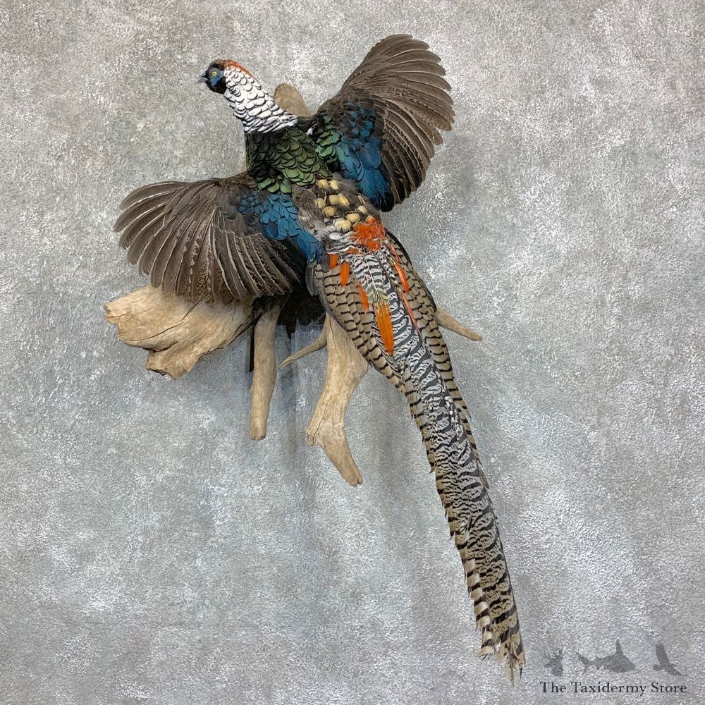 Lady Amherst Pheasant Taxidermy #22764 For Sale @ The Taxidermy Store