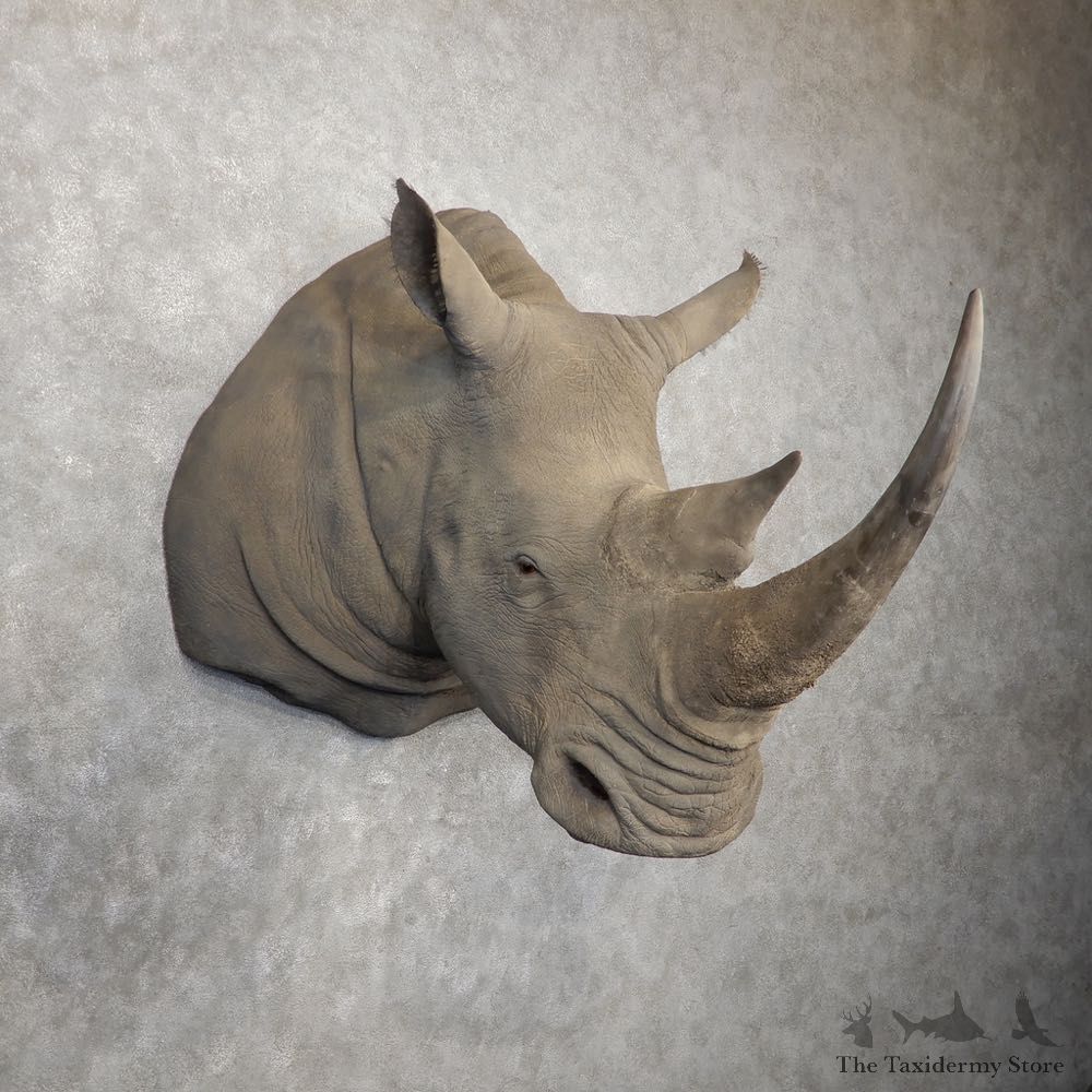 White Rhinoceros Replica Shoulder Mount For Sale #20405 @ The Taxidermy Store
