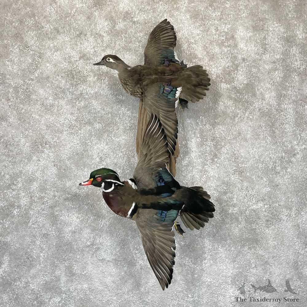 Wood Duck Pair Bird Mount For Sale #28209 @ The Taxidermy Store