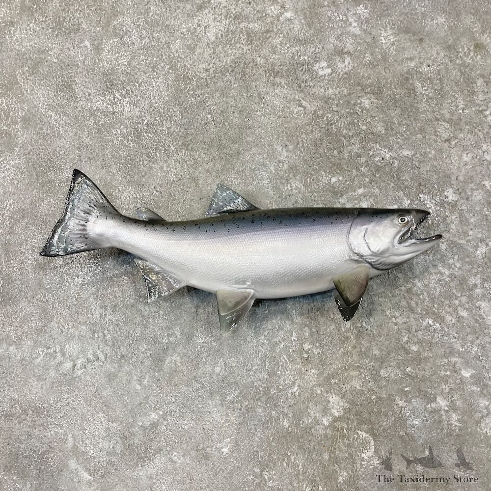 Coho Salmon Fish Mount For Sale #27554 @ The Taxidermy Store