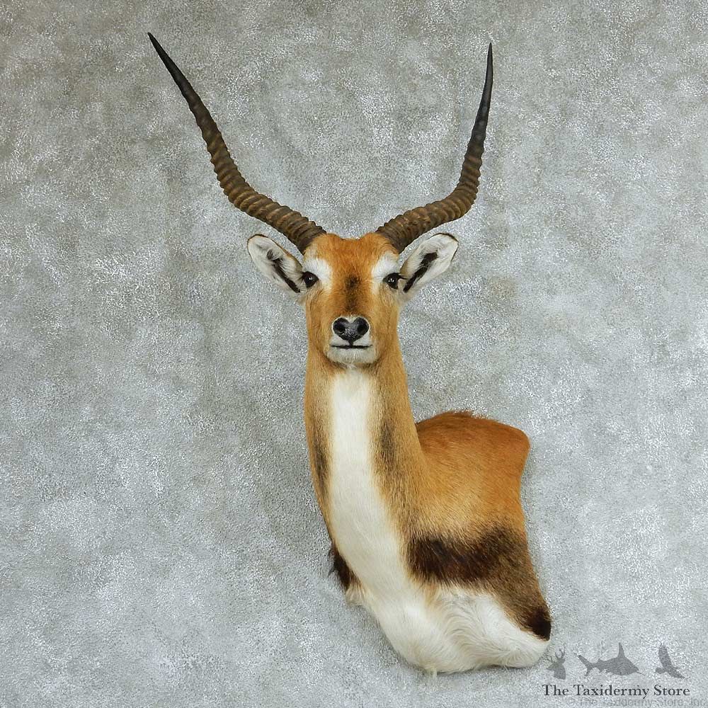 Southern Lechwe Wall Pedestal Taxidermy Mount #13316 For Sale @ The Taxidermy Store