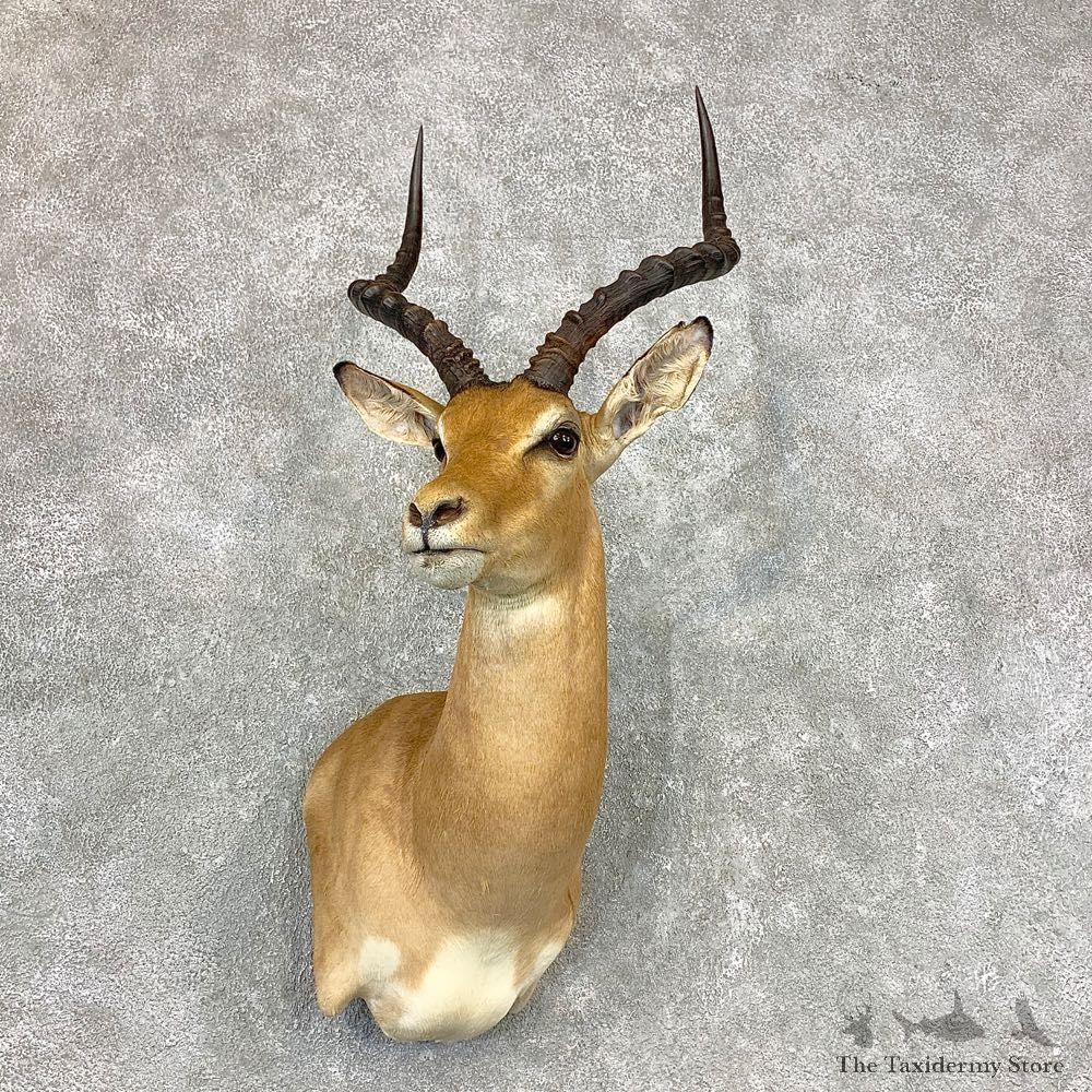 African Impala Shoulder Taxidermy Mount #23351 For Sale @ The Taxidermy Store