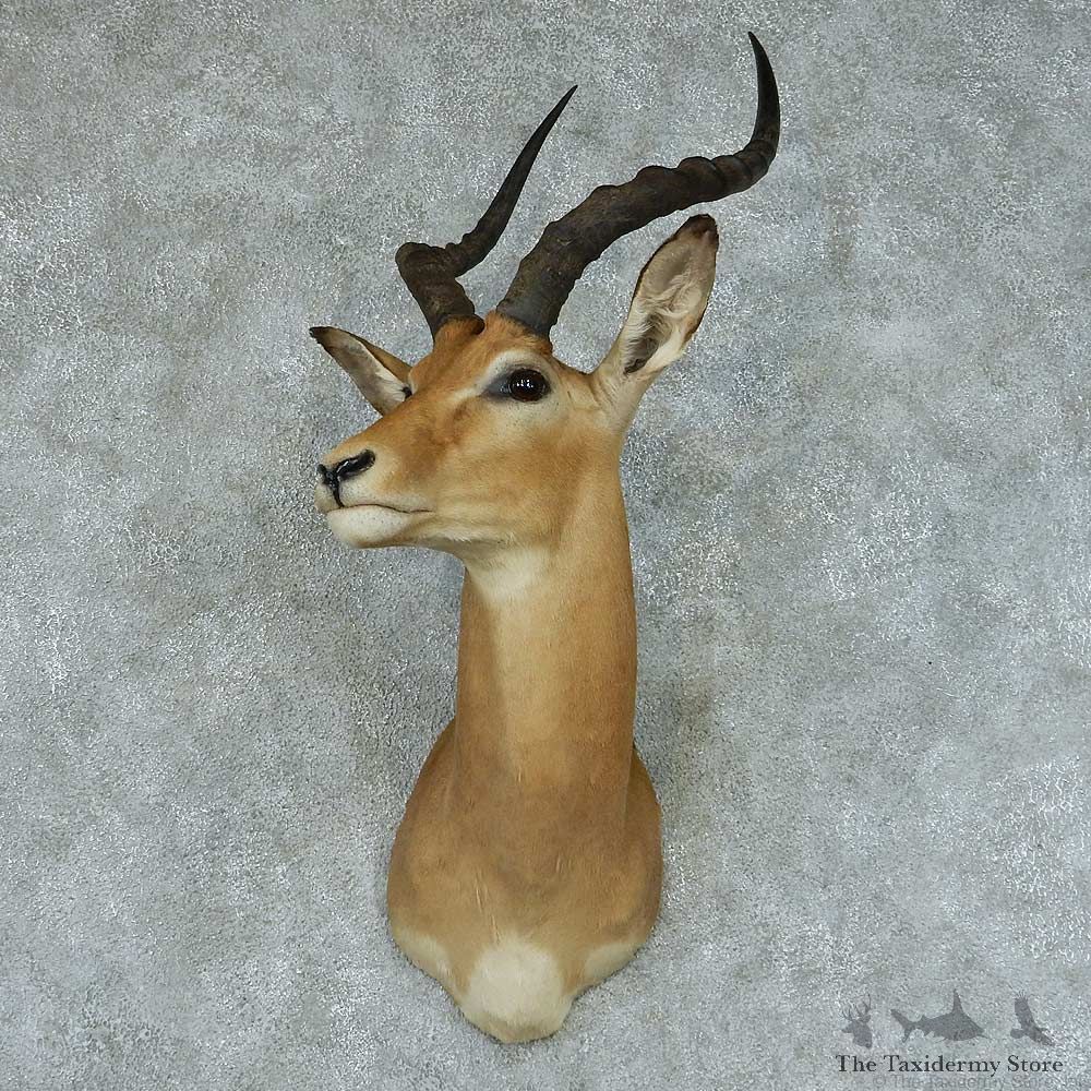 African Impala Taxidermy Shoulder Mount #13419 For Sale @ The Taxidermy Store