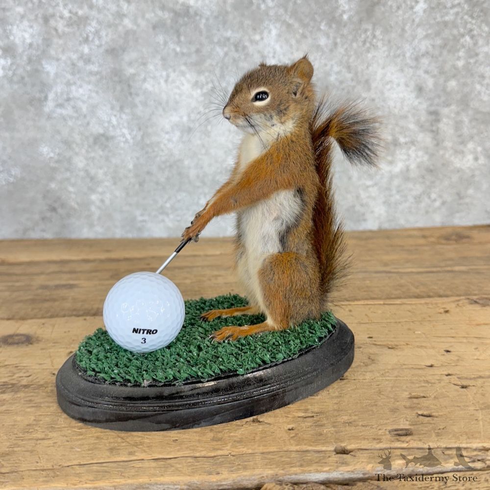 Golfing Squirrel Novelty Mount For Sale #29950 @ The Taxidermy Store