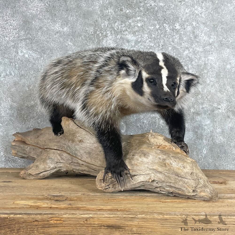 American Badger Life-Size Mount For Sale #28032 @ The Taxidermy Store