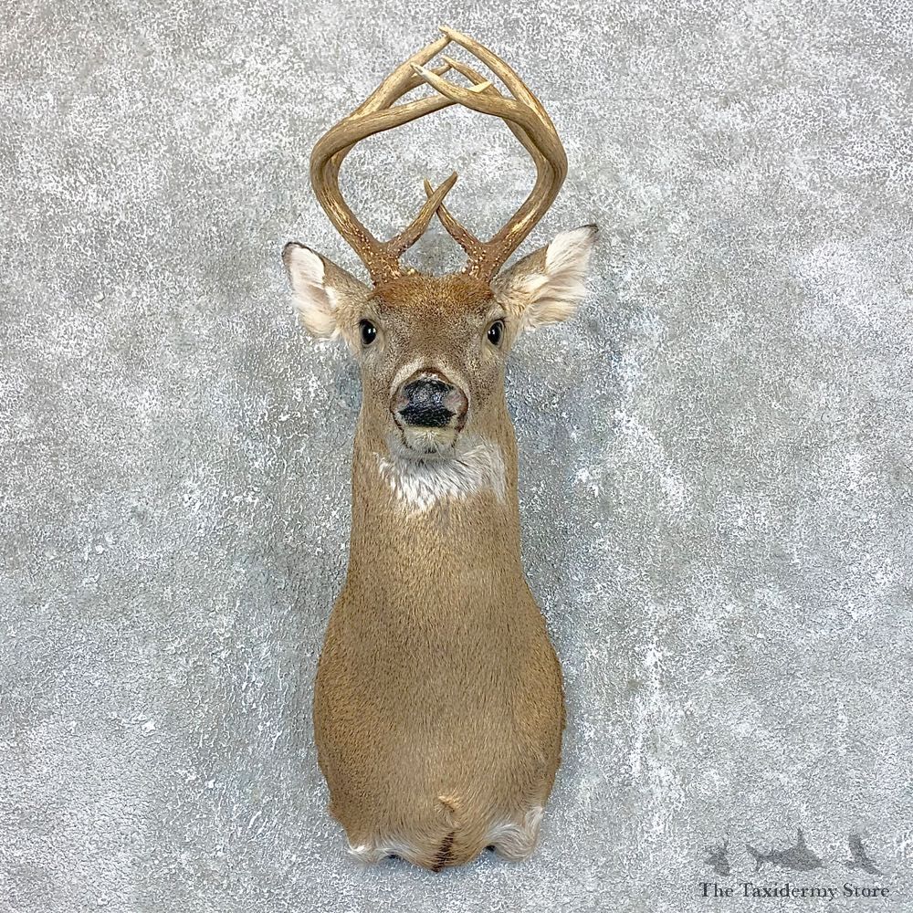 Whitetail Deer Shoulder Mount #23816 For Sale - The Taxidermy Store