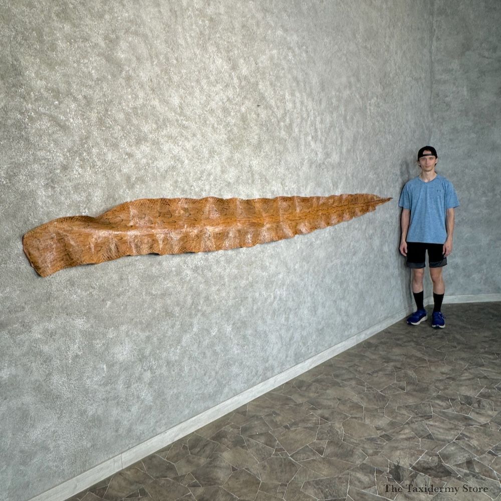 Rock Python Snake Skin For Sale #29778 @ The Taxidermy Store