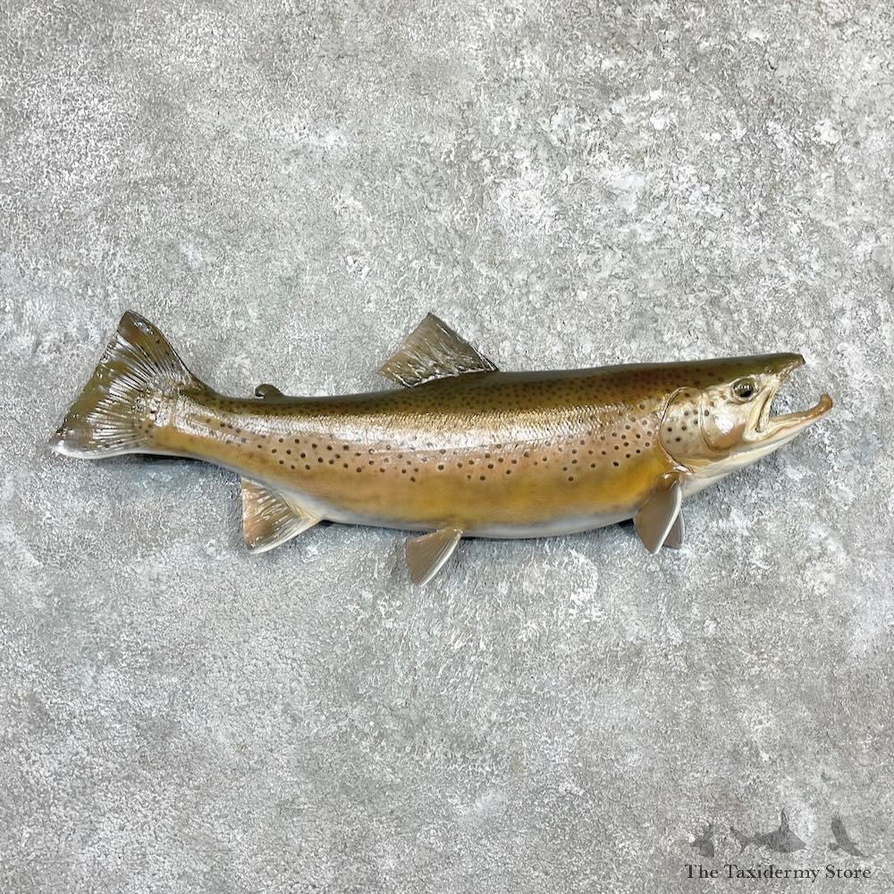 Brown Trout Fish Mount For Sale #27394 @ The Taxidermy Store