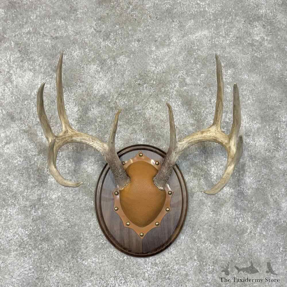 Whitetail Deer Antler Plaque Mount For Sale #30509 @ The Taxidermy Store