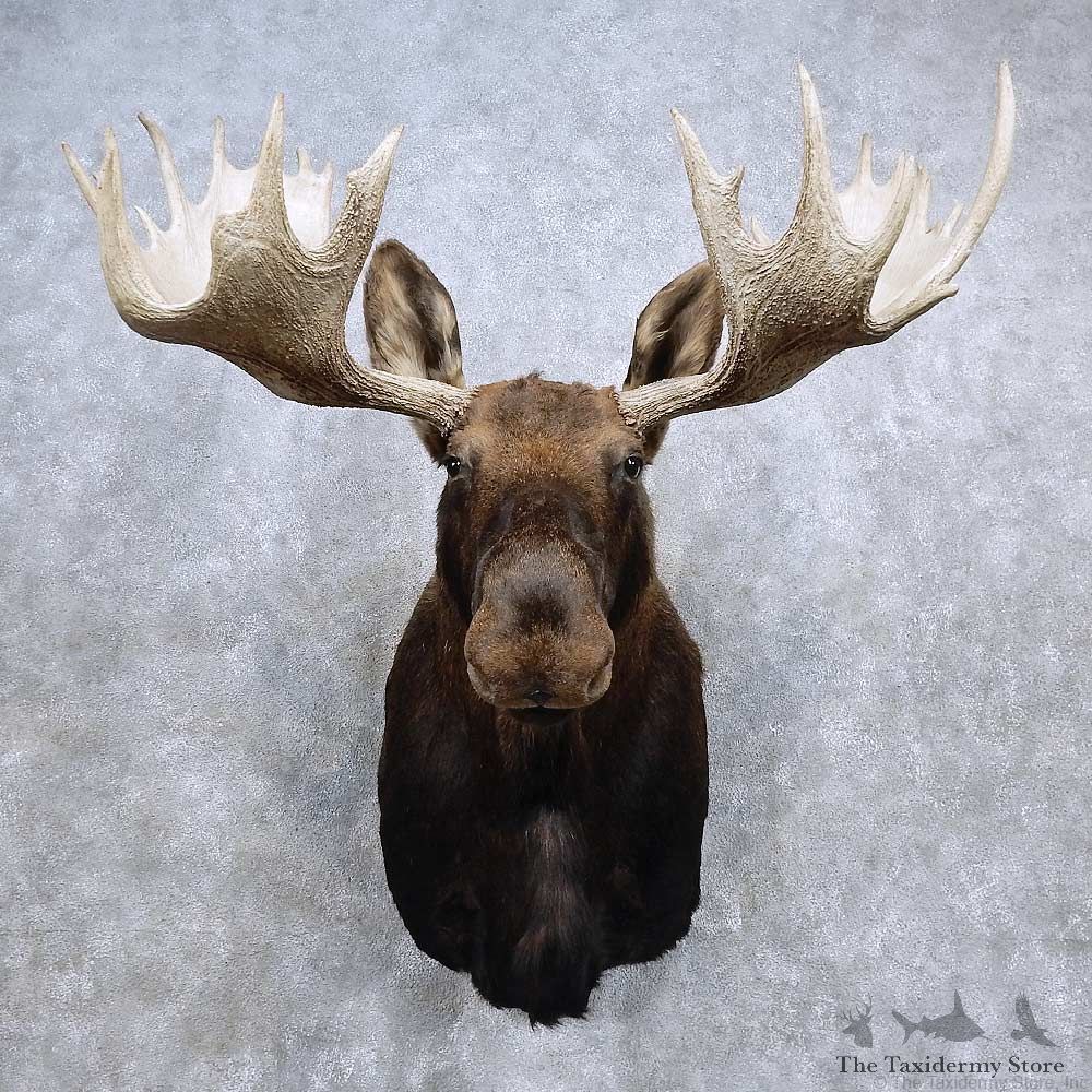 Alaskan Yukon Moose Shoulder Mount For Sale #15680 @ The Taxidermy Store