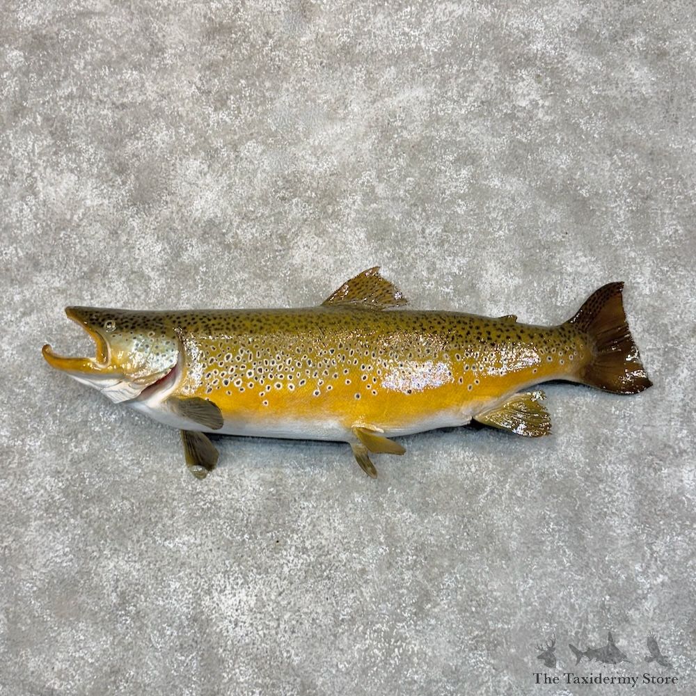 Brown Trout Fish Mount For Sale #30113 @ The Taxidermy Store