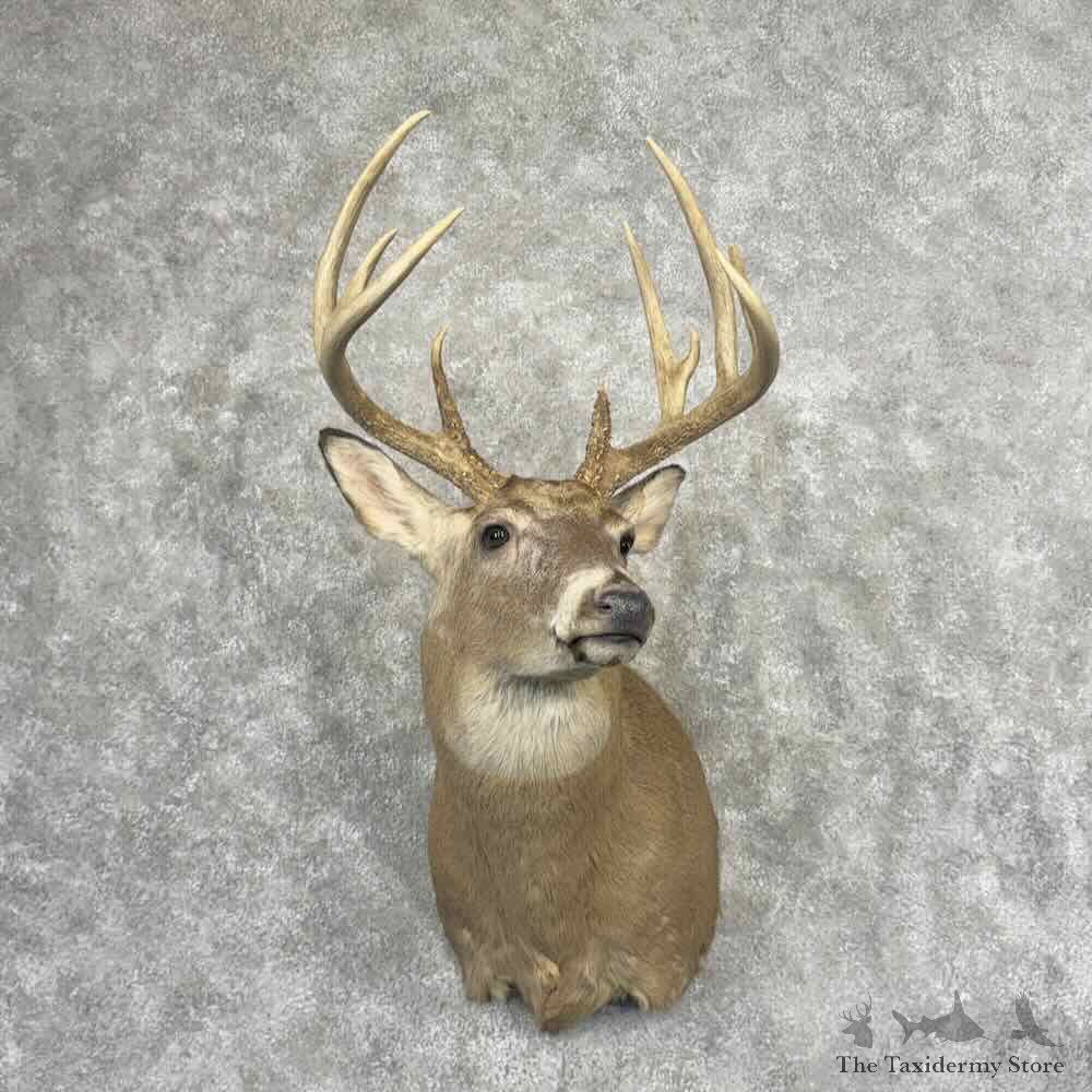 Whitetail Deer Shoulder Mount For Sale #32202 @ The Taxidermy Store