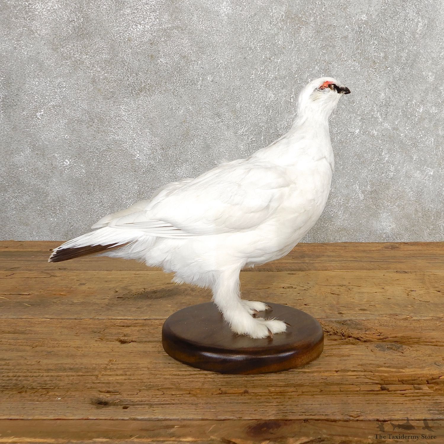 Ptarmigan Mount For Sale #19761 @ The Taxidermy Store