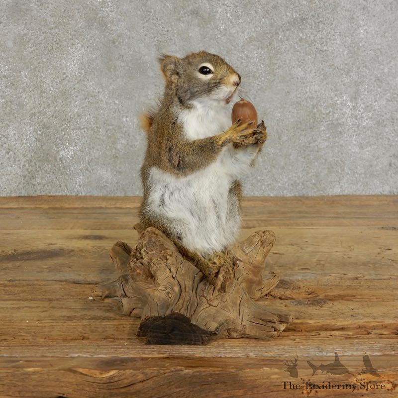 Red Squirrel & Acorn Mount For Sale #17206 @ The Taxidermy Store