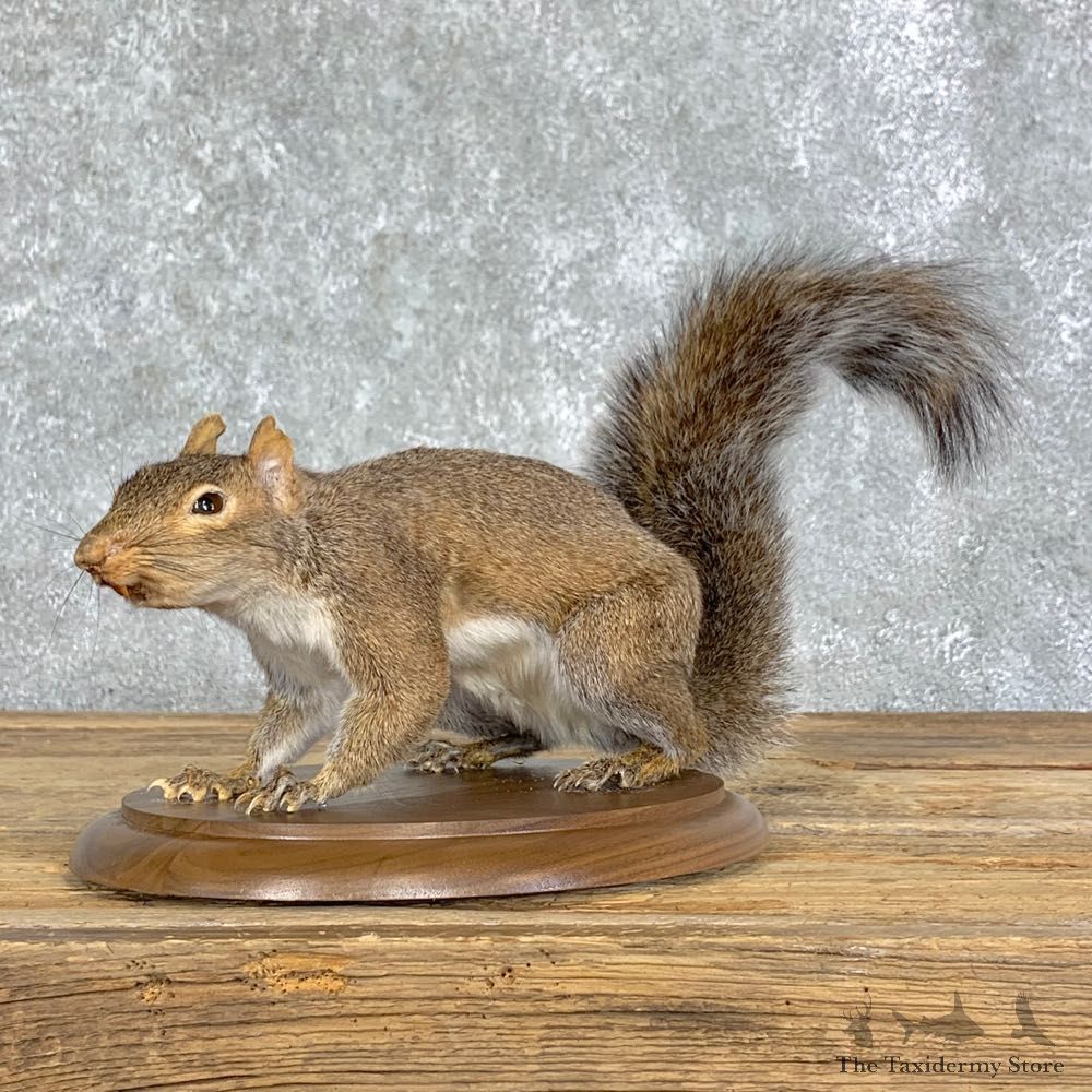 Fox Squirrel Mount For Sale #22910 @ The Taxidermy Store