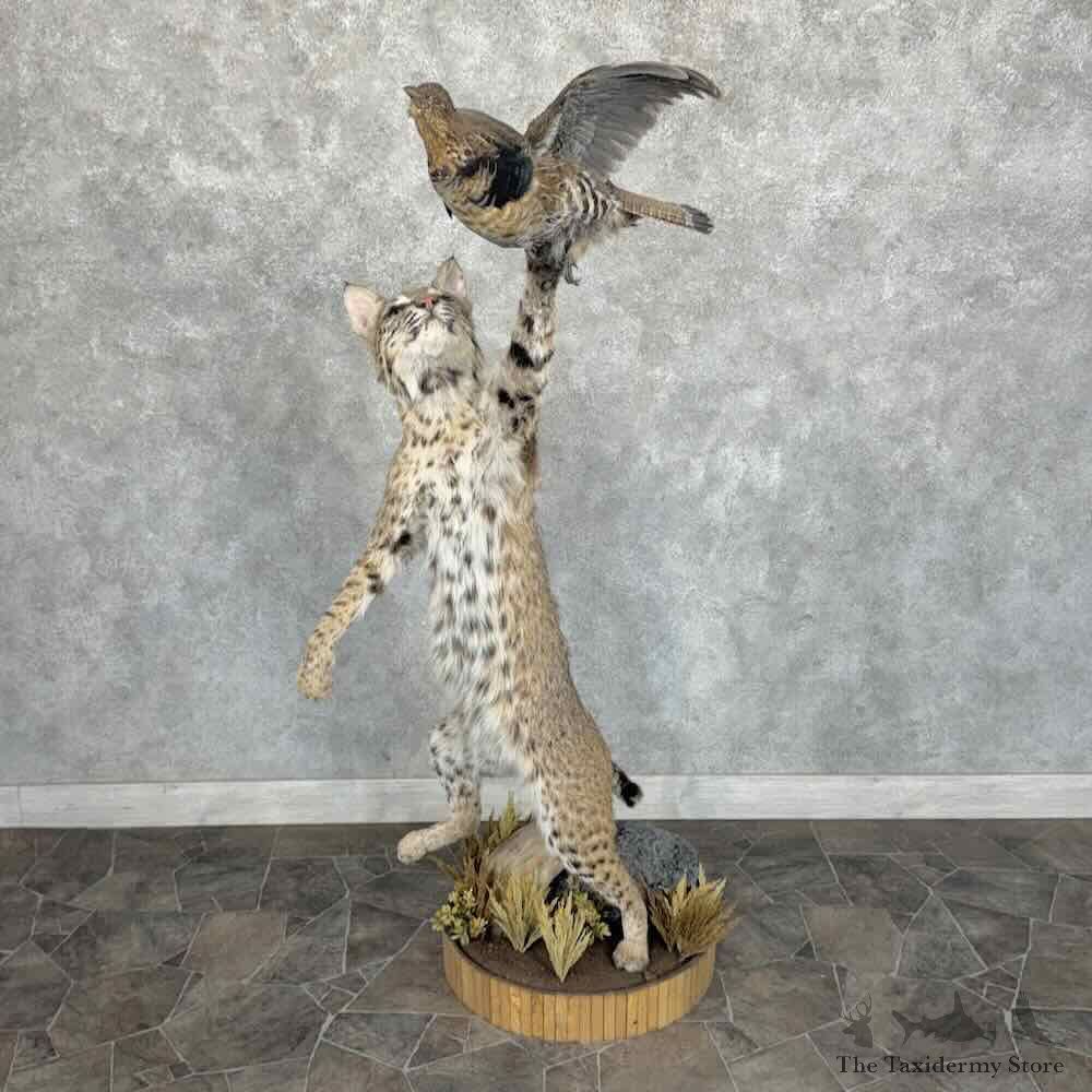 Bobcat Life Size Mount For Sale #31891 @ The Taxidermy Store
