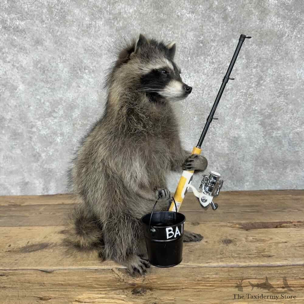 Fishing Raccoon Novelty Mount For Sale #30693 @ The Taxidermy Store