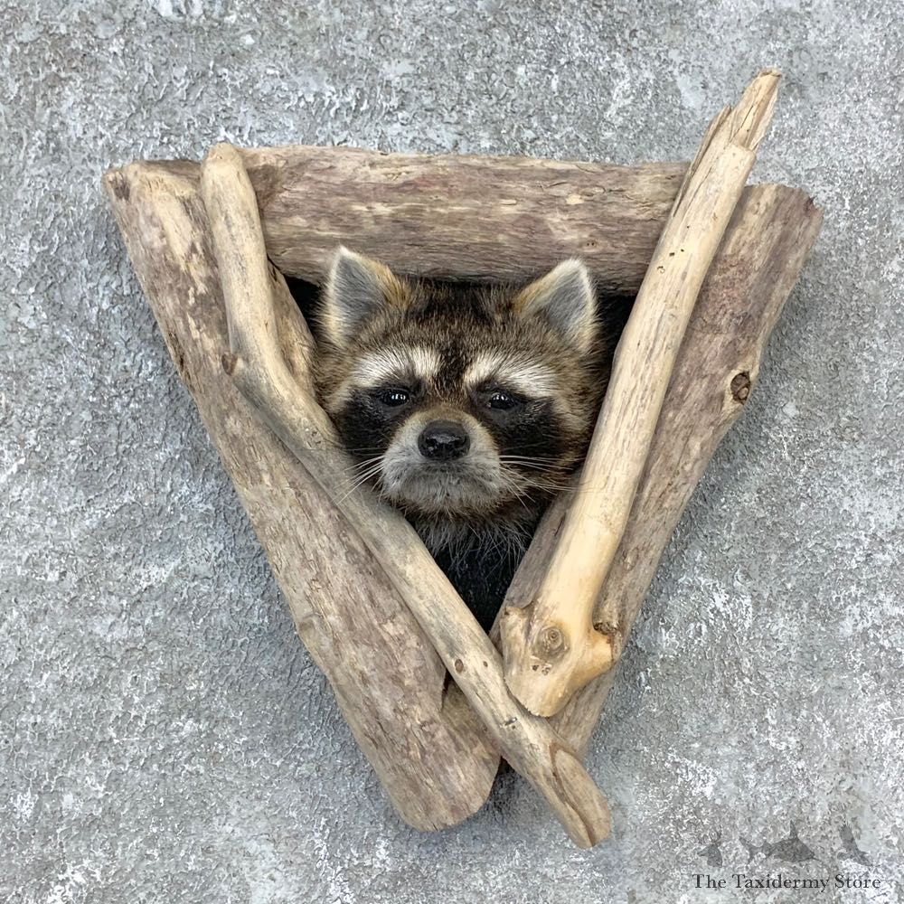 Raccoon Shoulder Mount For Sale #23283 @ The Taxidermy Store