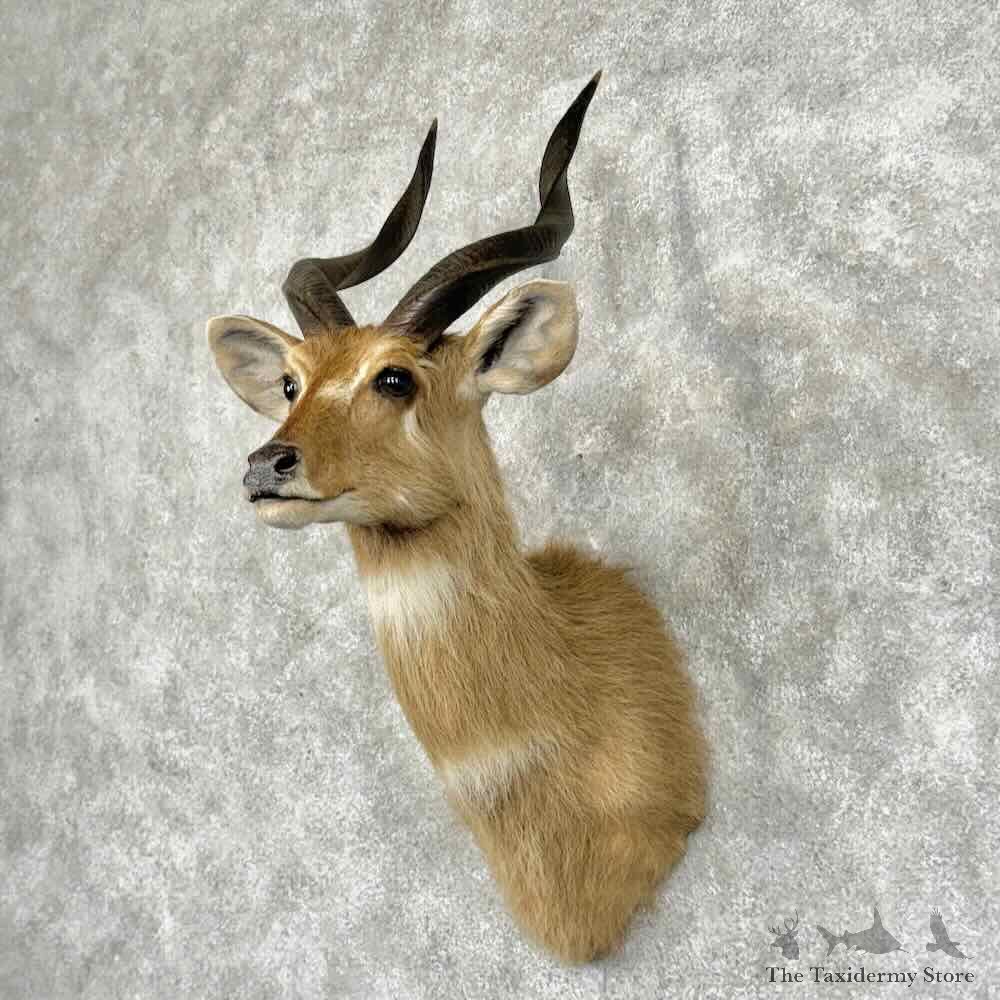 Zambezi Sitatunga Shoulder Mount For Sale #32011 @ The Taxidermy Store