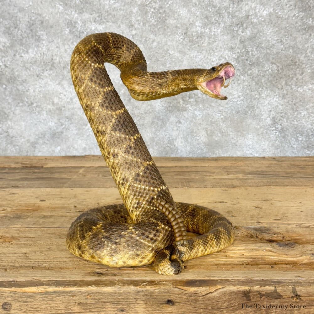 Western Diamondback Rattlesnake Mount For Sale #28800 @ The Taxidermy Store