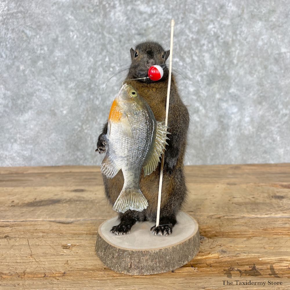 Fishing Black Squirrel Novelty Mount For Sale #27020 @ The Taxidermy Store