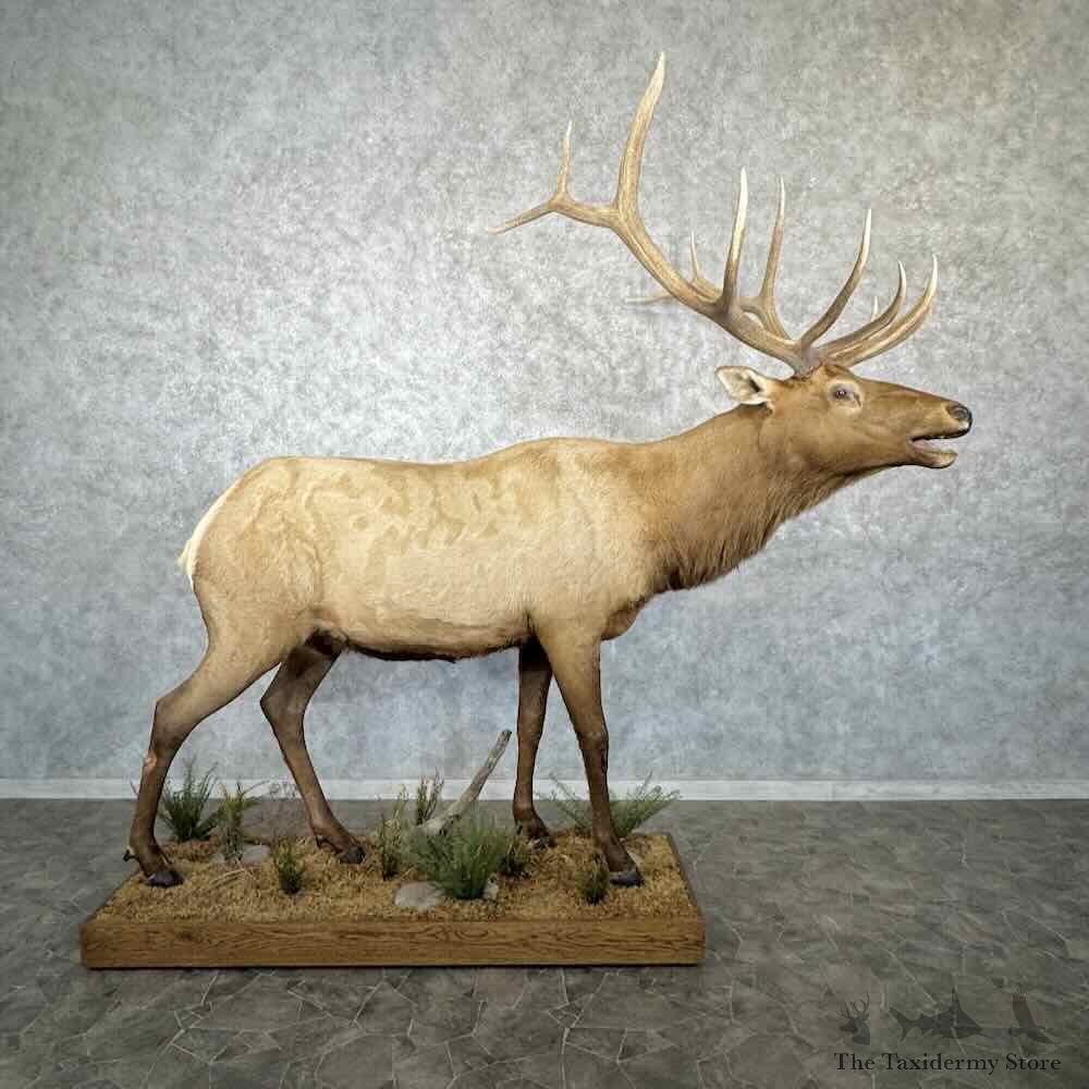 Rocky Mountain Elk Life-Size Mount For Sale #30800 @ The Taxidermy Store