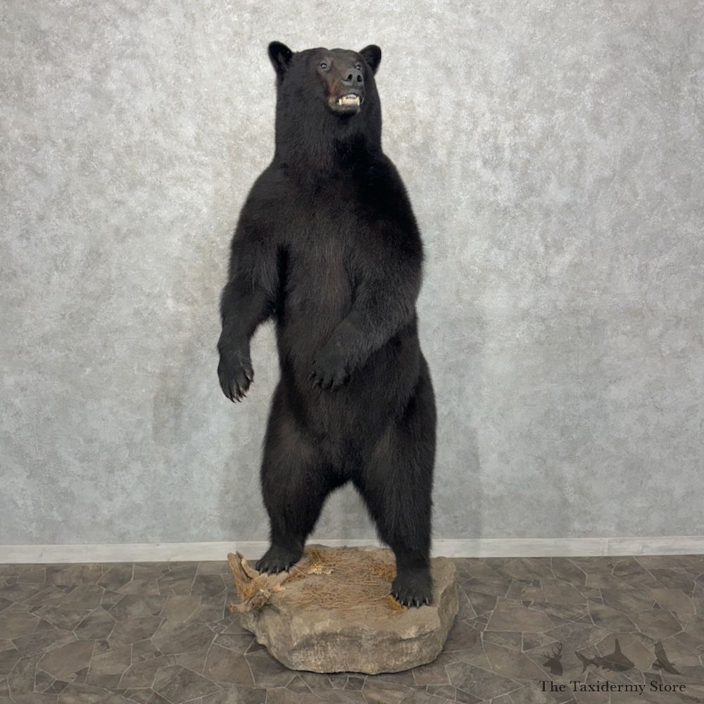 Black Bear Life-Size Mount For Sale #29549 @ The Taxidermy Store