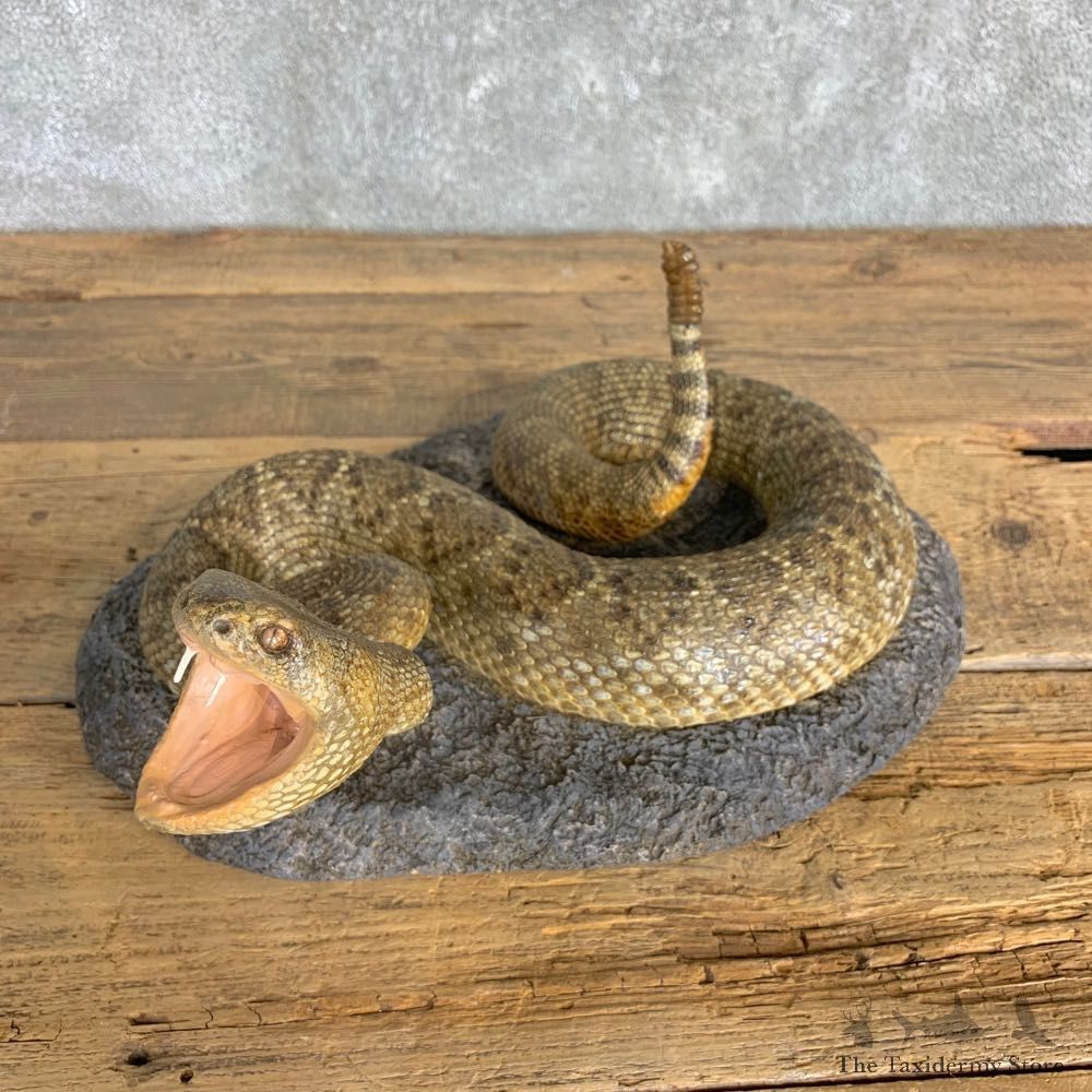 Western Diamondback Rattlesnake Mount For Sale #22843 @ The Taxidermy Store