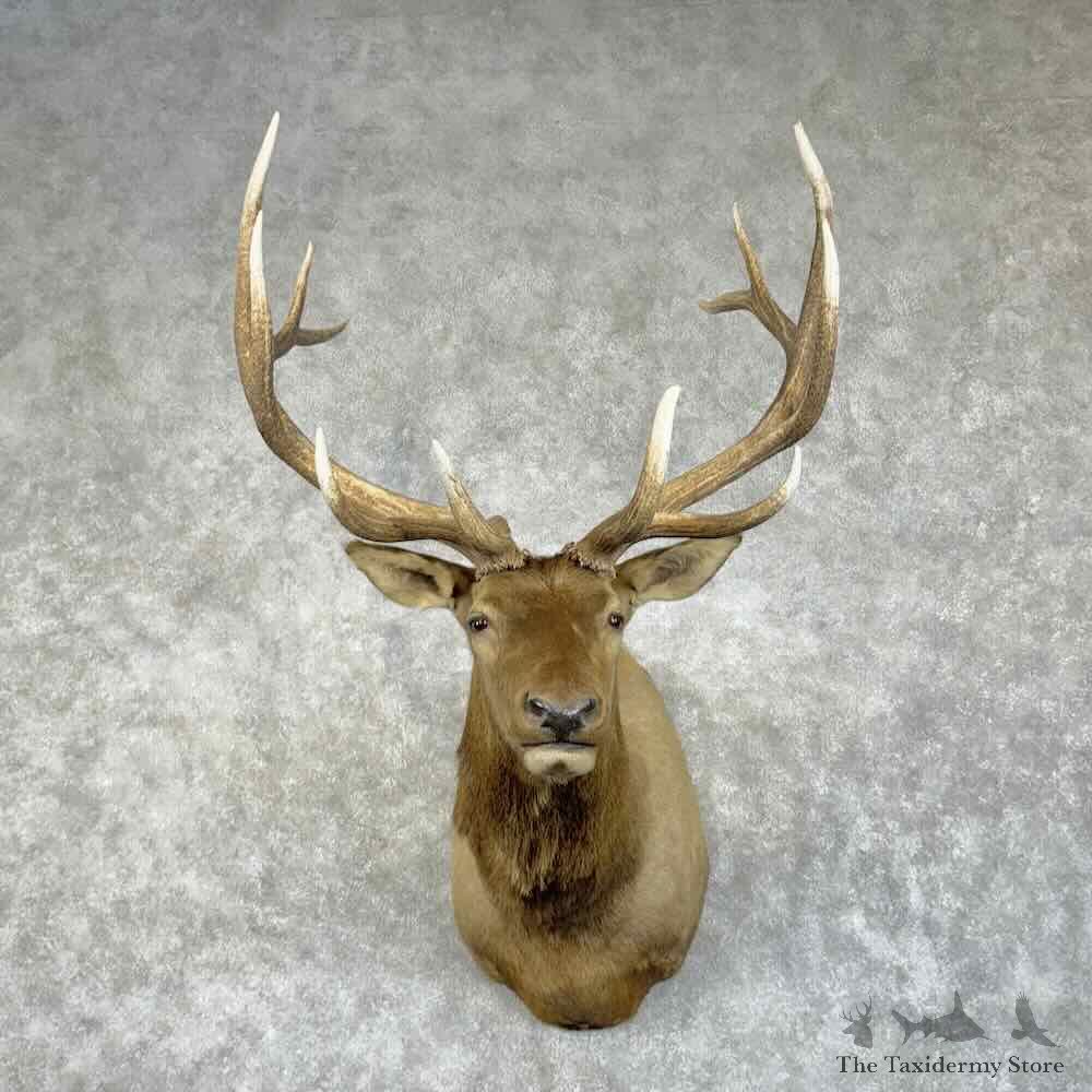 Rocky Mountain Elk Shoulder Mount For Sale #31412 @ The Taxidermy Store