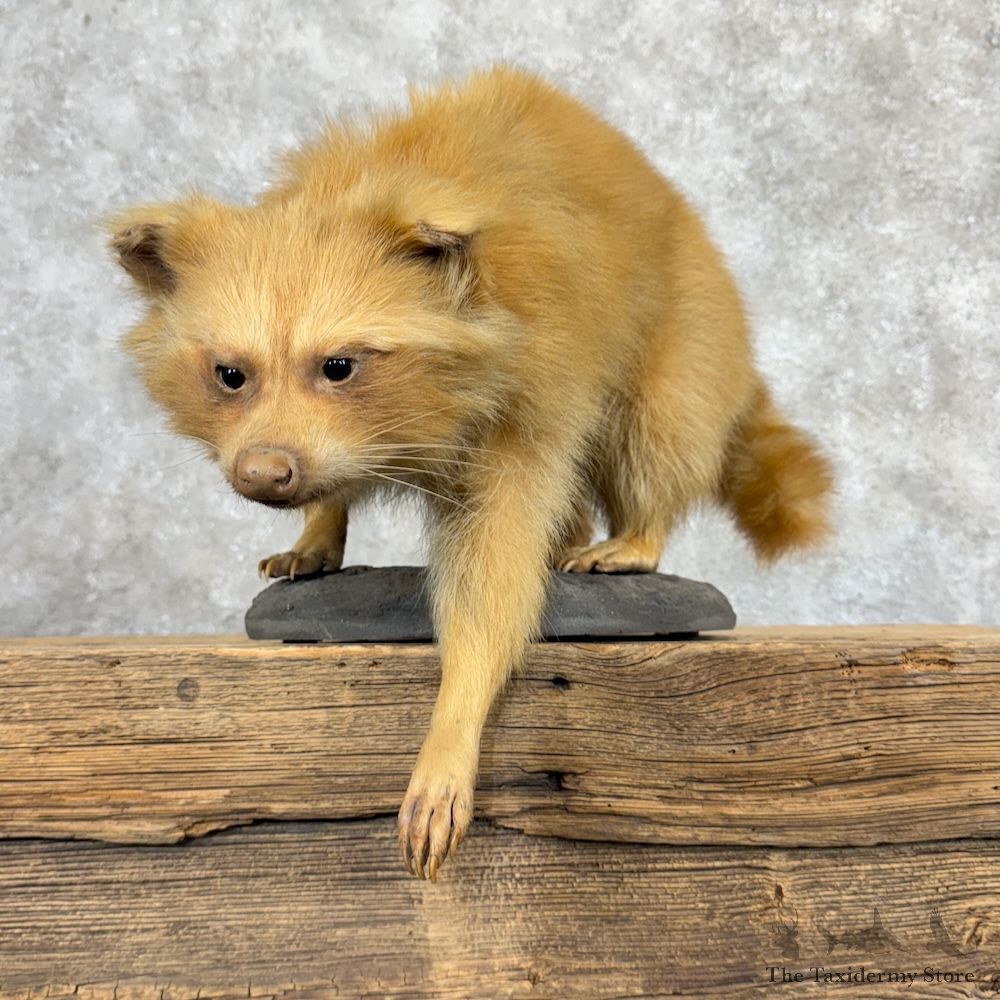 Blonde Raccoon Life-Size Mount For Sale #29970 @ The Taxidermy Store