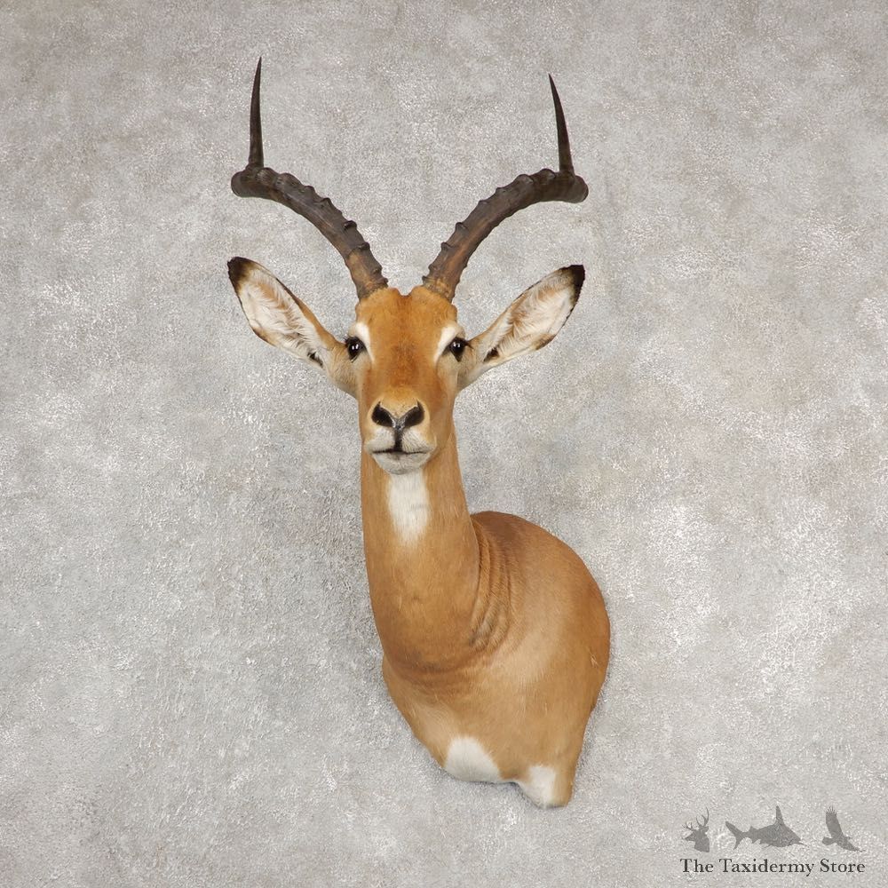 South African Impala Pedestal Shoulder Mount For Sale #20535 @ The Taxidermy Store