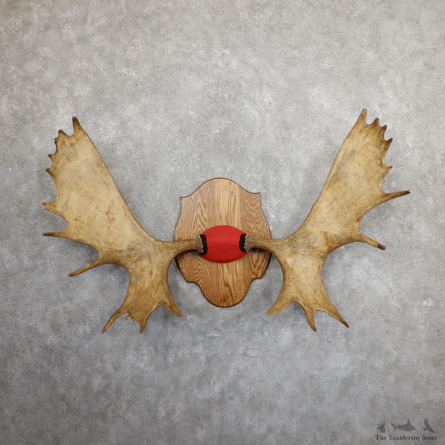 Canadian Moose Antler Plaque For Sale #19639 @ The Taxidermy Store