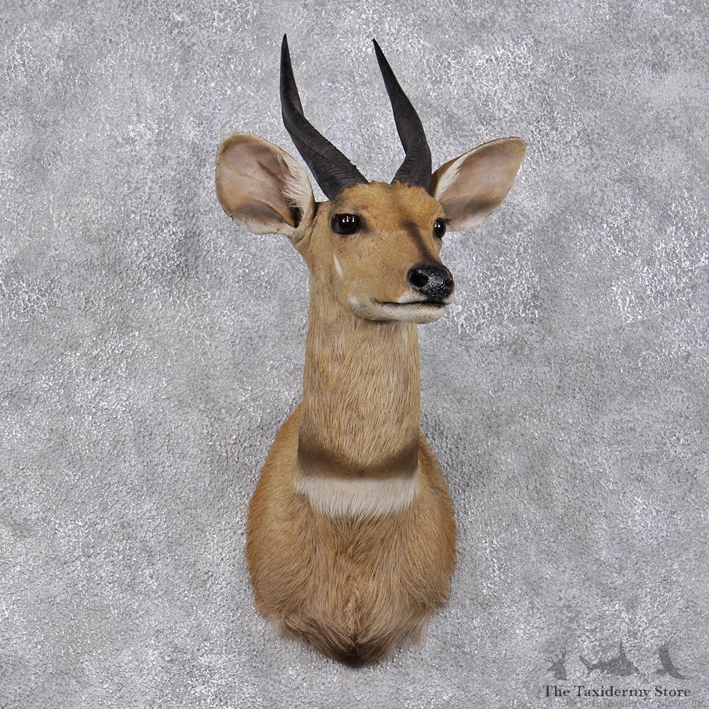 African Bushbuck Shoulder Taxidermy Mount #12481 For Sale @ The Taxidermy Store