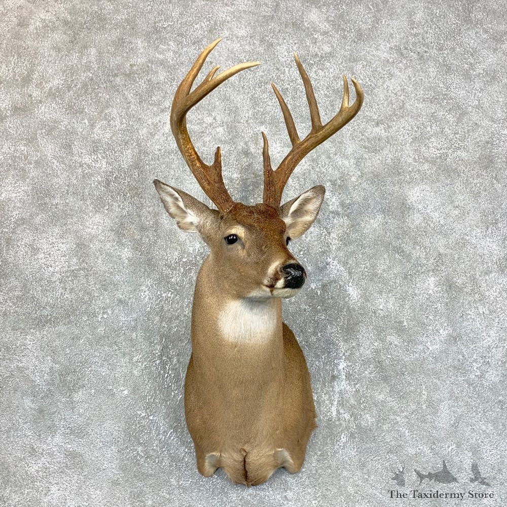 Whitetail Deer Shoulder Mount #23857 For Sale - The Taxidermy Store