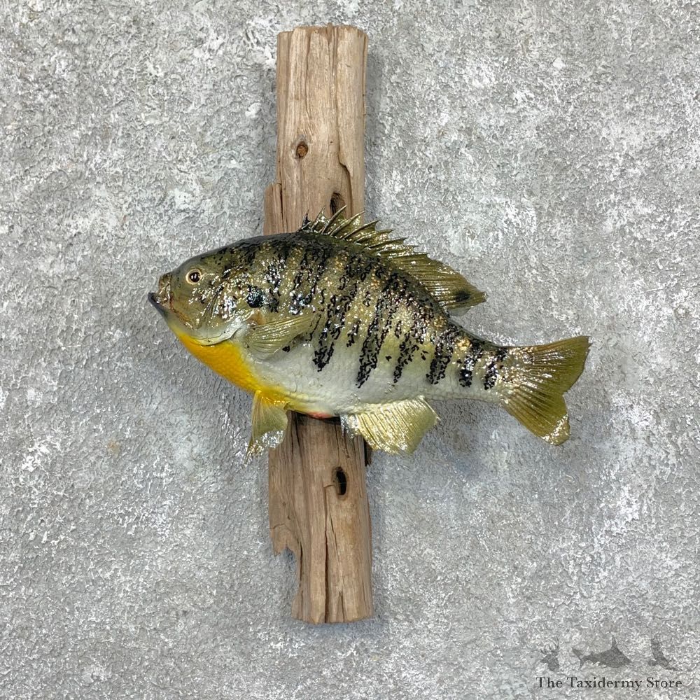 Bluegill Taxidermy Fish Mount #23646 For Sale @ The Taxidermy Store