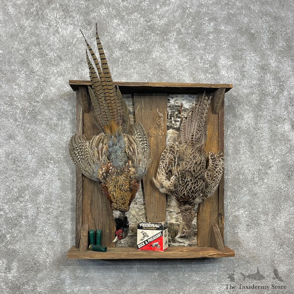 Ringneck Pheasant Bird Mount For Sale #28344 @ The Taxidermy Store