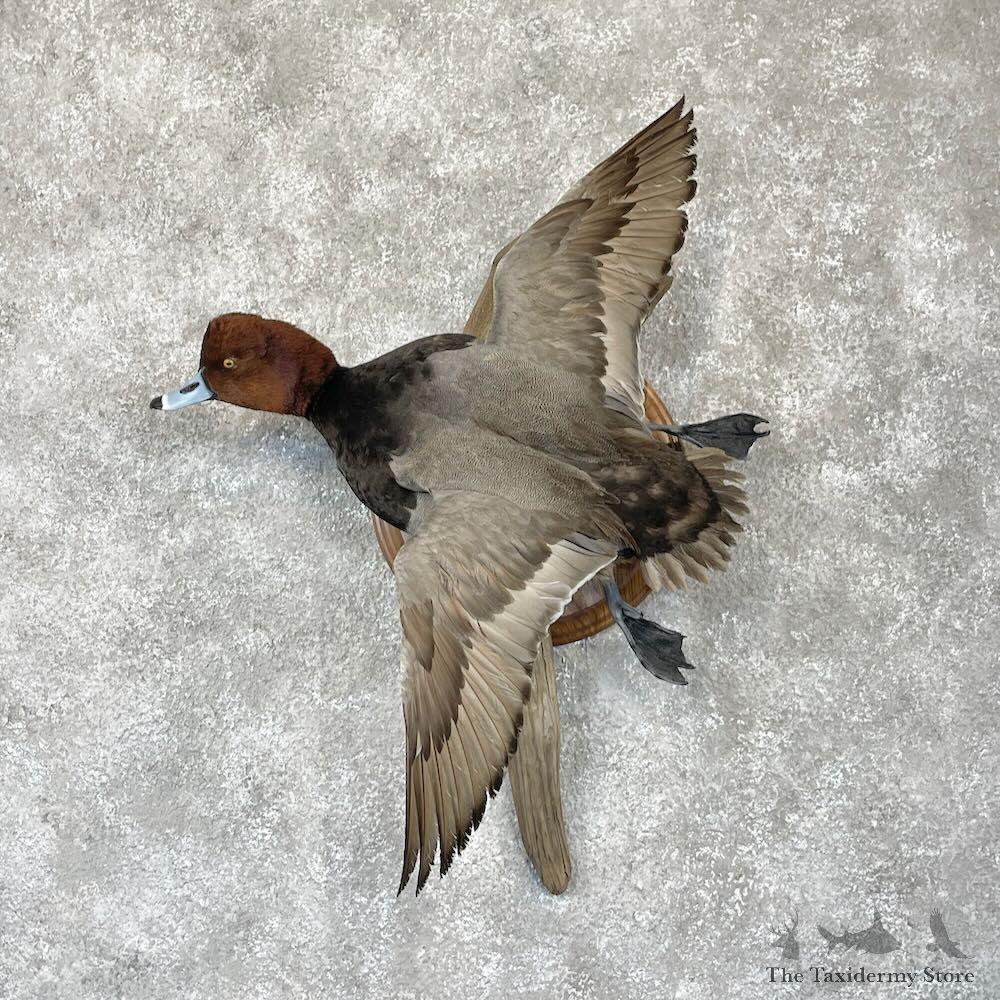 Redhead Duck Bird Mount For Sale #28206 - The Taxidermy Store