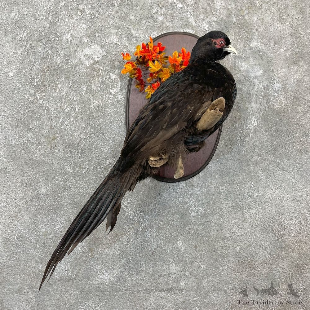 Black Pheasant Bird Mount For Sale #27134 @ The Taxidermy Store