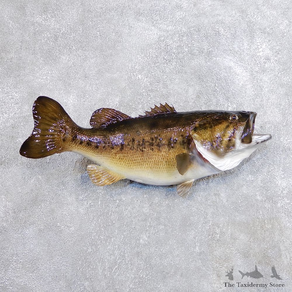 Largemouth Bass Fish Mount For Sale #18694 @ The Taxidermy Store