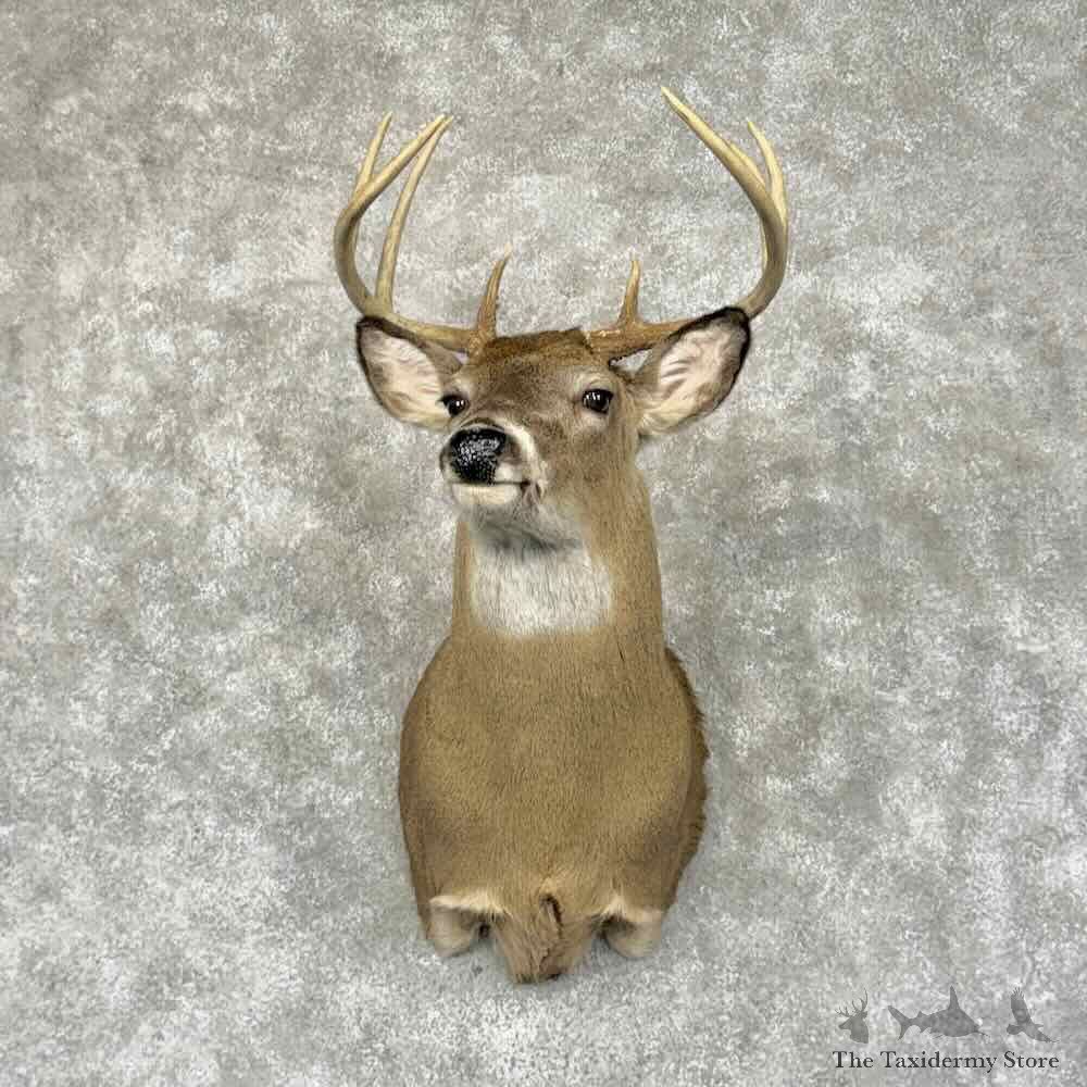 Whitetail Deer Shoulder Mount For Sale #31933 @ The Taxidermy Store