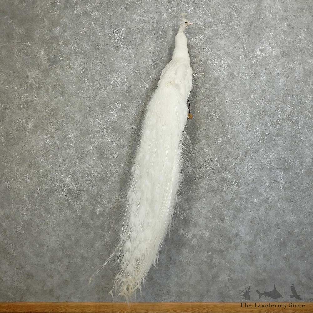 Indian Peacock Bird Mount For Sale #16050 @ The Taxidermy Store