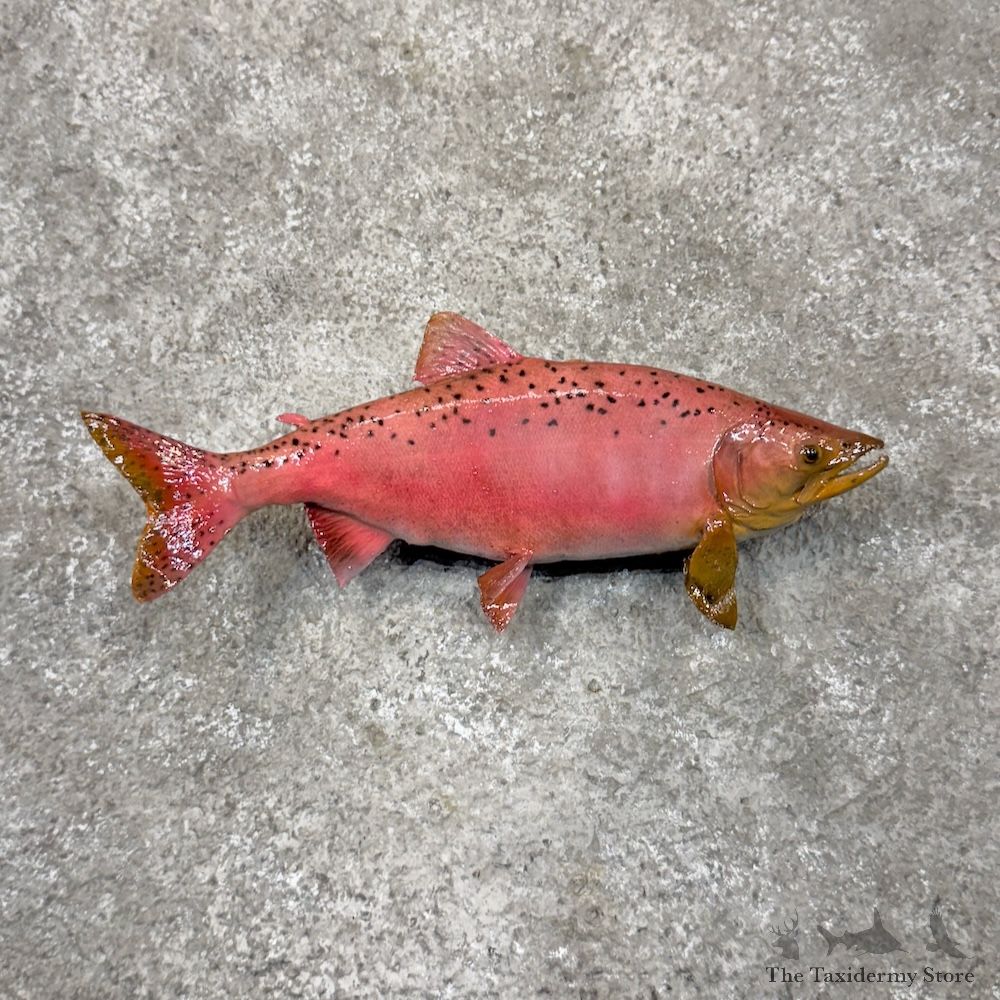 11" Spawning Phase King Chinook Salmon Fish Mount For Sale #29879 @ The Taxidermy Store