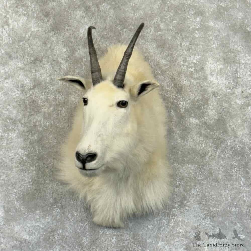 Mountain Goat Shoulder Mount For Sale #30874 @ The Taxidermy Store
