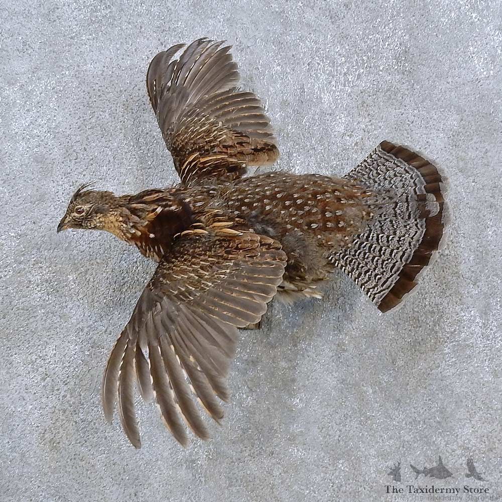 Ruffed Grouse Life-Size Mount For Sale #15231 @ The Taxidermy Store